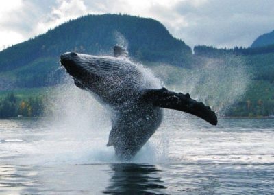 humpback killer whale watching BC