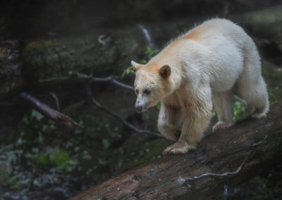 spirit bear & wildlife tours