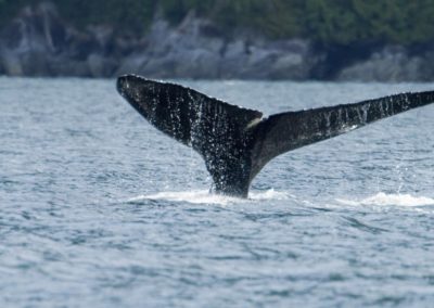 whale watching tour central coast BC